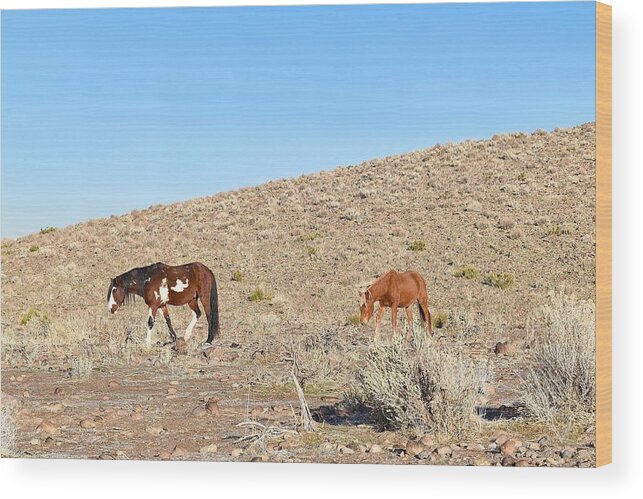 Virginia Range Mustangs Wood Print featuring the photograph Mustangs #1 by Maria Jansson