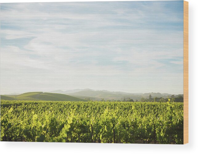 Napa Valley Wood Print featuring the photograph Napa Valley Vineyards #2 by Aileen Savage