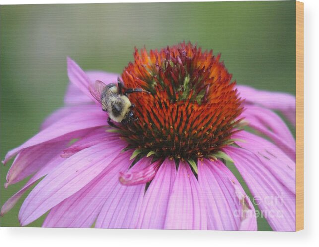 Pink Wood Print featuring the photograph Nature's Beauty 78 by Deena Withycombe