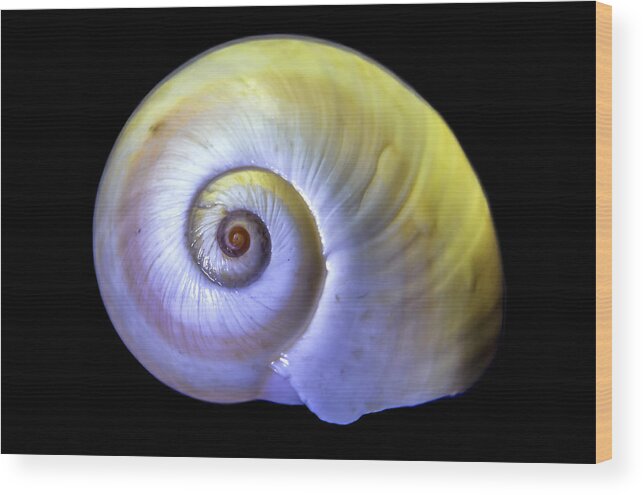 Sea Wood Print featuring the photograph Neon Sea Shell #1 by WAZgriffin Digital