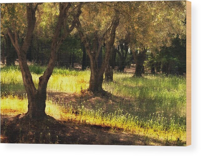 Old Olive Grove Wood Print featuring the photograph Old Olive Grove #1 by Frank Wilson