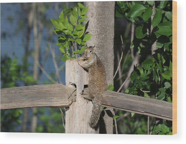 Squirrel Wood Print featuring the photograph On the Fence #1 by Christy Pooschke