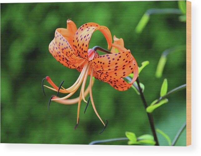 Spots Wood Print featuring the photograph One to Keep #1 by Michiale Schneider