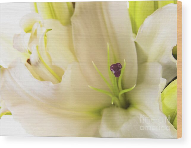 Alive Wood Print featuring the photograph Oriental Lily Flower #1 by Raul Rodriguez