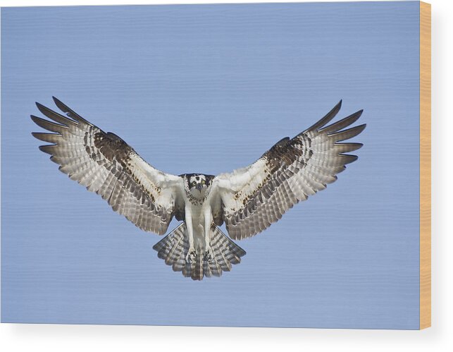 Osprey Wood Print featuring the photograph Osprey in Flight by Bob Decker