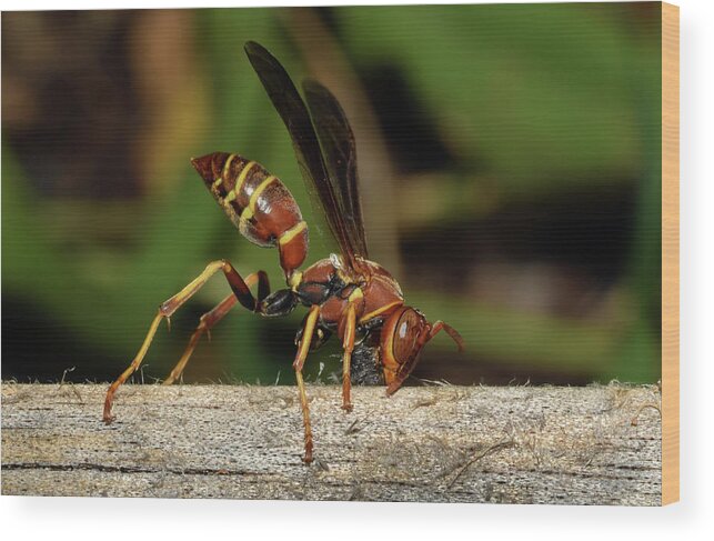 Photograph Wood Print featuring the photograph Paper Wasp #1 by Larah McElroy