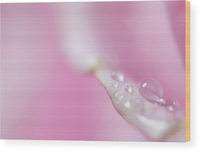 Pink Wood Print featuring the photograph Patiently Waiting #1 by Sandra Parlow