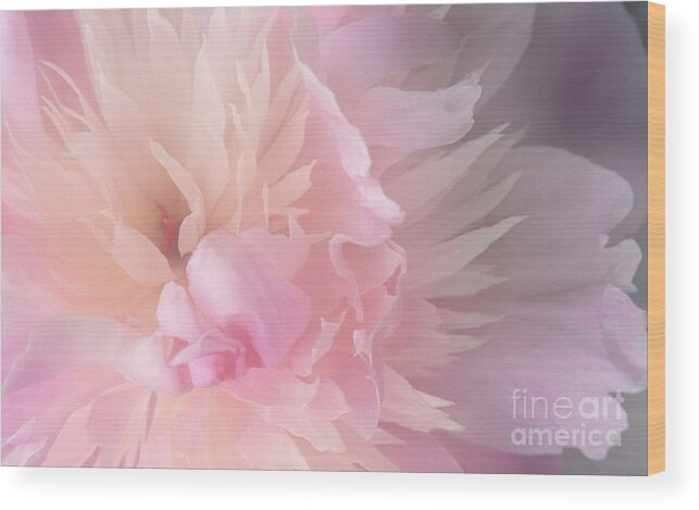 Pink Peony Light Petals Dreamy Wood Print featuring the photograph Peony Series 1-6 by J Doyne Miller