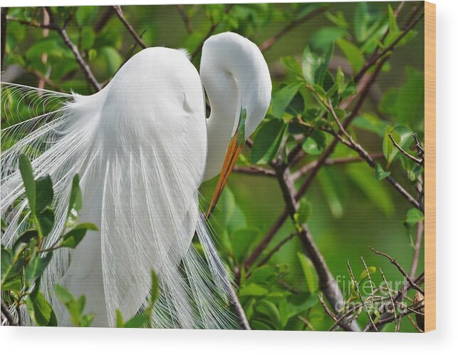 Great White Egret Wood Print featuring the photograph Perfection #1 by Julie Adair