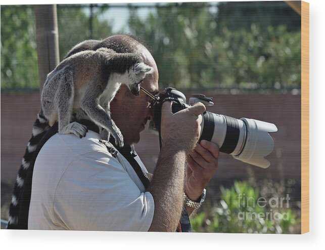 Ring Tailed Lemur Wood Print featuring the photograph Photographer with lemurs on him #1 by George Atsametakis