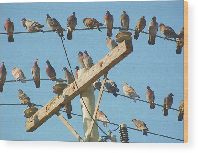 Animal Wood Print featuring the photograph Pigeons on a telephone pole #2 by Rob Huntley