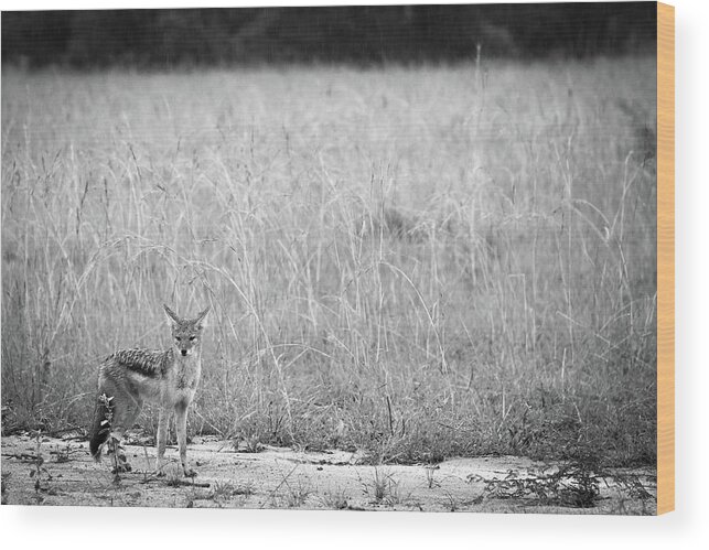  Wood Print featuring the photograph Pilanesburg National Park 26 #1 by Erika Gentry