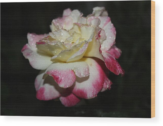 Flowers Wood Print featuring the photograph Pink And White Rose #1 by Paula Coley