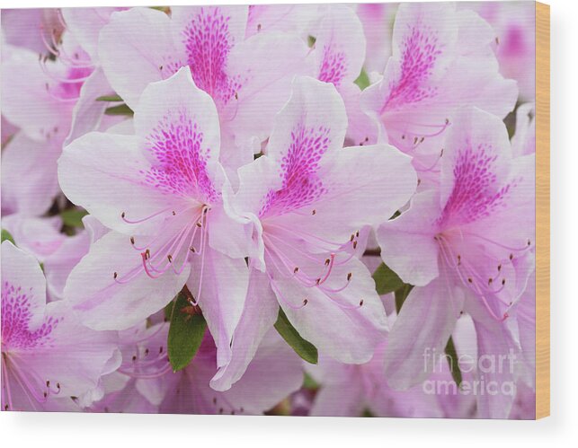 Azalea Wood Print featuring the photograph Pink Perfection by Patty Colabuono