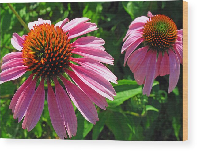 Floral Wood Print featuring the photograph Pinks #1 by Barbara McDevitt