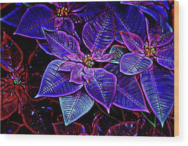 Cathy Donohoue Wood Print featuring the photograph Poinsettia #1 by Cathy Donohoue