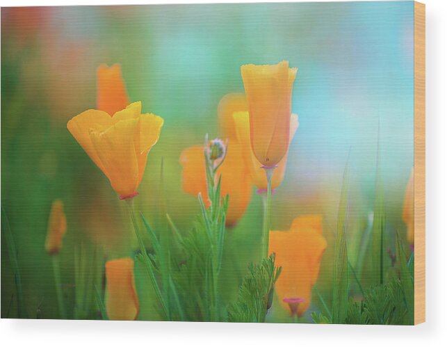California Poppies Wood Print featuring the photograph Poppy Dreams by Lynn Bauer