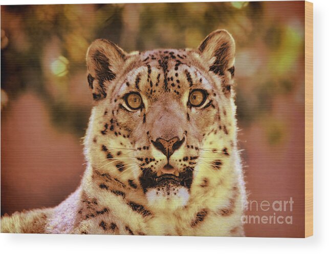 Snow Leopard Wood Print featuring the photograph Portrait of a Snow Leopard II #2 by Jim Fitzpatrick