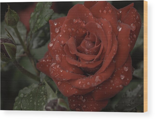 Rose Wood Print featuring the photograph Raindrops on Roses #1 by Greg Thiemeyer