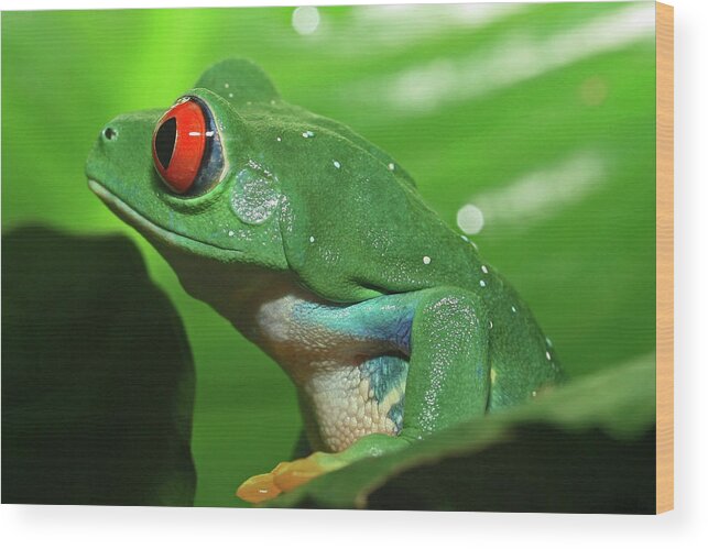 Red Eyed Tree Frog Wood Print featuring the photograph Red Eyed Tree Frog #1 by David Freuthal