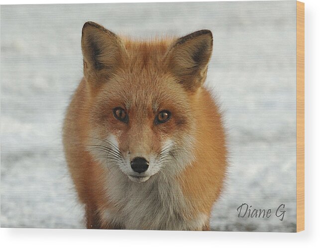 Red Fox Wood Print featuring the photograph Red Fox #1 by Diane Giurco