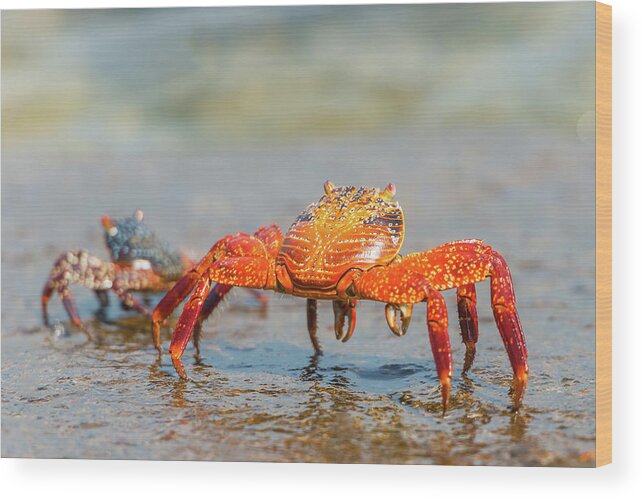 Galapagos Islands Wood Print featuring the photograph Sally Lightfoot crab on Galapagos Islands #1 by Marek Poplawski