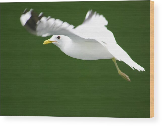 Seagull Wood Print featuring the photograph Seagull at the Fjord #1 by KG Thienemann