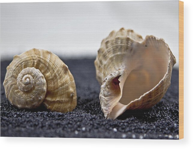 Contrast Wood Print featuring the photograph Seashells On Black Sand #1 by Joana Kruse