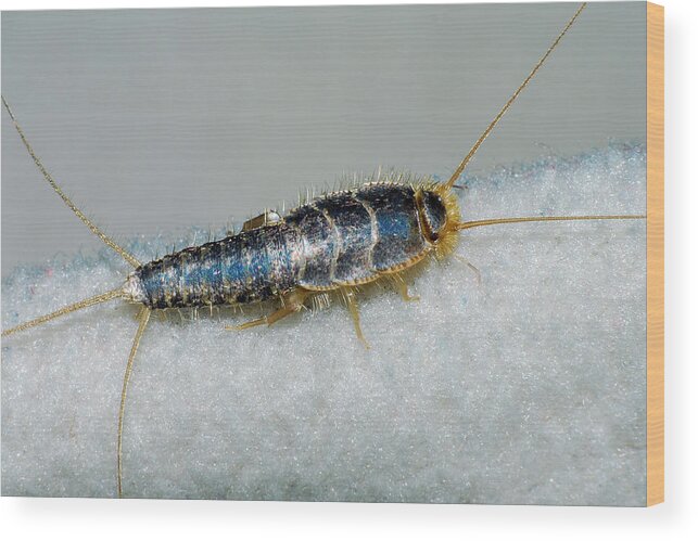 Photograph Wood Print featuring the photograph Silverfish #1 by Larah McElroy