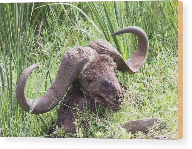 Africa Wood Print featuring the photograph Skull of cape buffalo, Lake Manyara, Tanzania #1 by Karen Foley