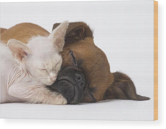 Cat Wood Print featuring the photograph Small Brabant Griffon, Petit Brabancon, puppy dog with Laperm kitten #1 by Mary Evans Picture Library
