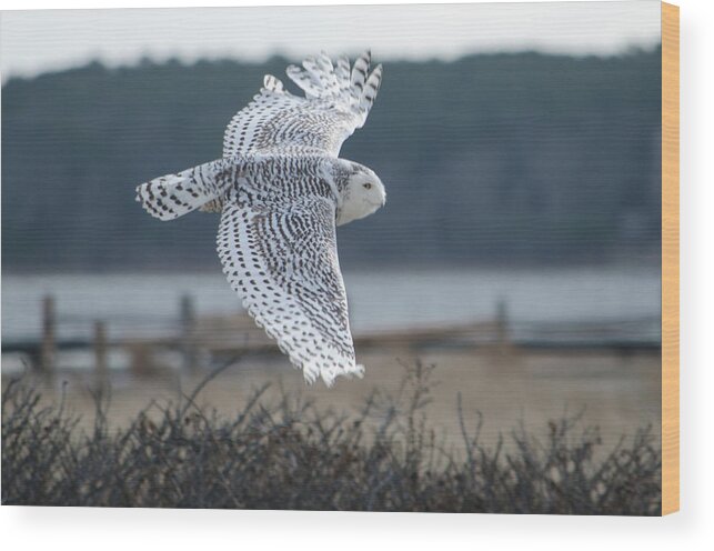 Snow Owl Wood Print featuring the photograph Snow Owl #1 by Steve Myrick