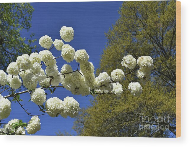 Scenic Tours Wood Print featuring the photograph Snowballs #1 by Skip Willits