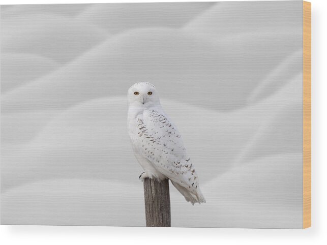 Snowy Owl Wood Print featuring the photograph Snowy Owl #1 by Mark Duffy