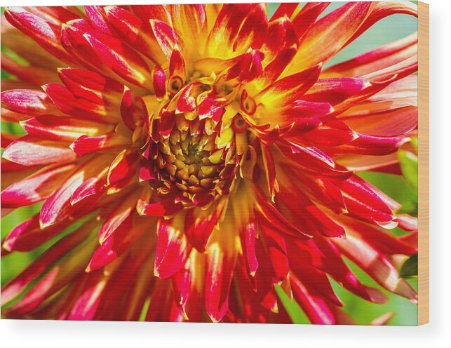 Flower Wood Print featuring the photograph Spring Bloom #1 by Gerald Kloss