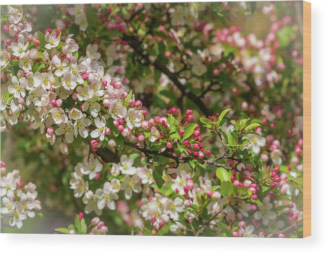 5dmkiv Wood Print featuring the photograph Spring Blossoms by Mark Mille