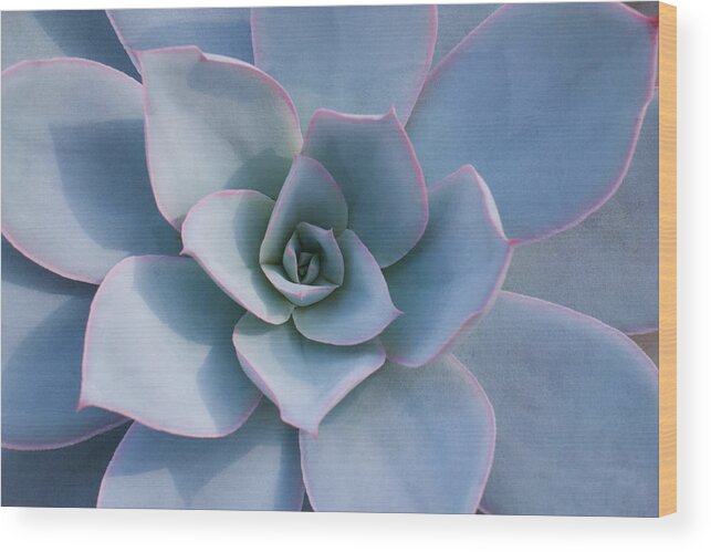Succulent Wood Print featuring the photograph Succulent Beauty #1 by Catherine Lau