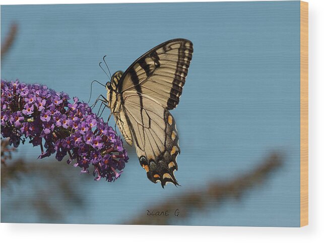 Swallowtail Wood Print featuring the photograph Swallowtail #1 by Diane Giurco