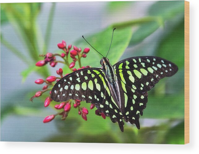 Tailed Green Jay Butterfly Wood Print featuring the photograph Tailed Green Jay Butterfly #2 by Saija Lehtonen