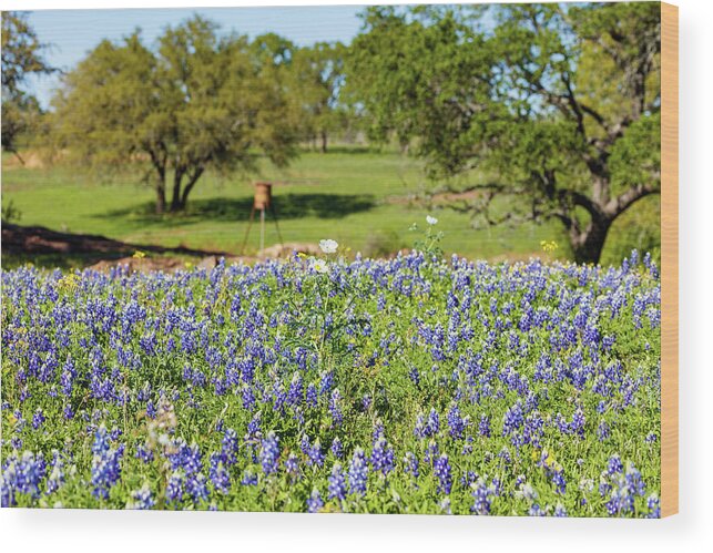 Austin Wood Print featuring the photograph Texas Wildflowers #1 by Raul Rodriguez