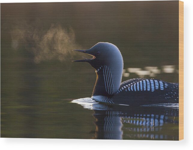 Adult Wood Print featuring the photograph The Call of The Loon #1 by Tim Grams