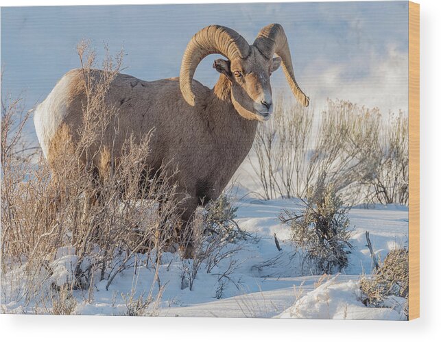Big-horned Sheep Wood Print featuring the photograph The Christmas Gift #1 by Yeates Photography