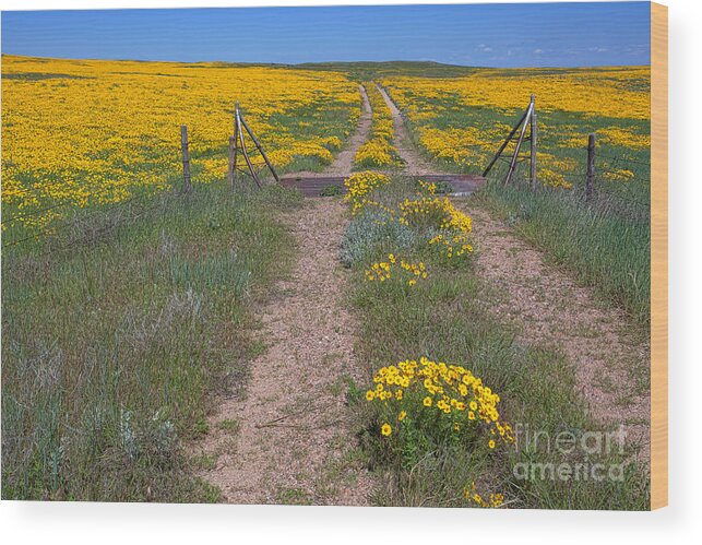 Yellow Wildflowers Wood Print featuring the photograph The Golden Gate #1 by Jim Garrison