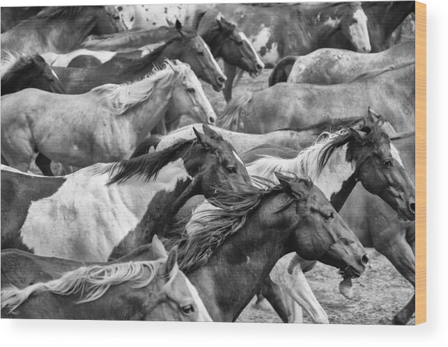 Horses Wood Print featuring the photograph The Herd #1 by Ryan Courson