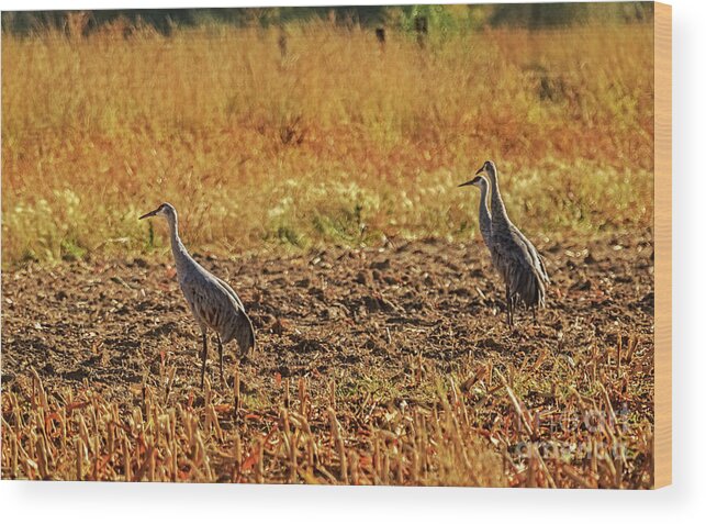 Birds Wood Print featuring the photograph Three Amigos #3 by Robert Bales