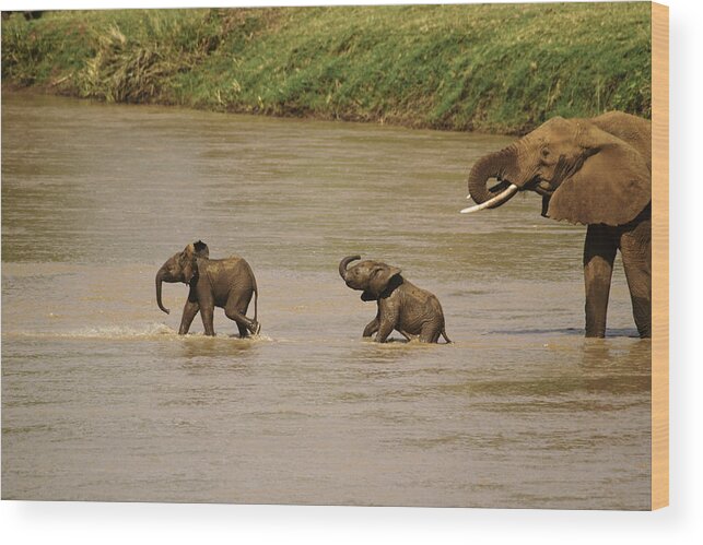 Africa Wood Print featuring the photograph Tiny Elephants #1 by Michele Burgess