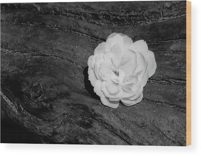 Tombstone Rose Banksia Lutea Driftwood Wood Print featuring the photograph Tombstone Rose #1 by Ian Sanders