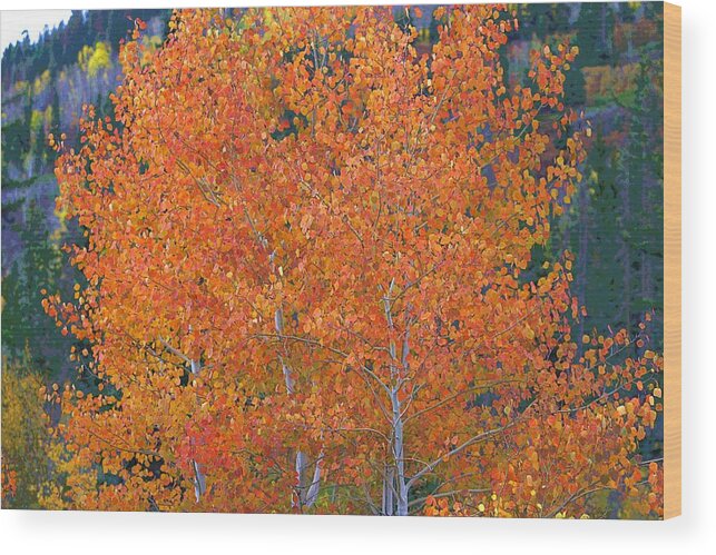 Autumn Wood Print featuring the digital art Translucent Aspen Orange #1 by Gary Baird