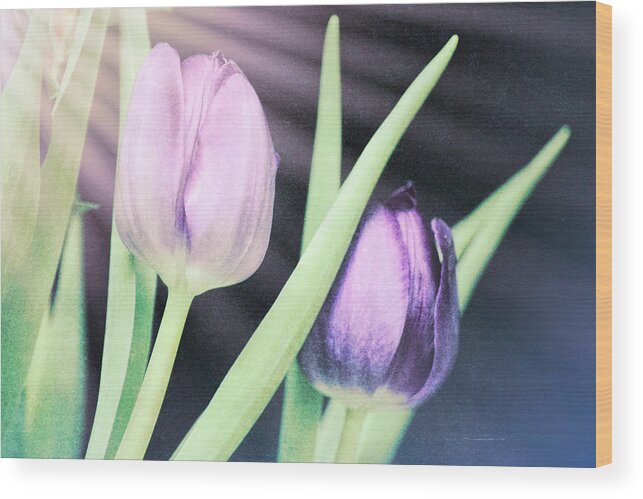 Photo Art Wood Print featuring the photograph Tulips on Parade #1 by Bonnie Bruno
