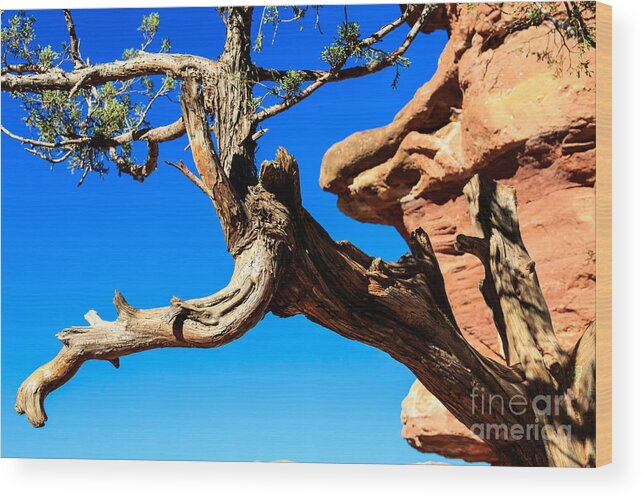 Colorado Wood Print featuring the photograph Twisted Tree #1 by Richard Smith